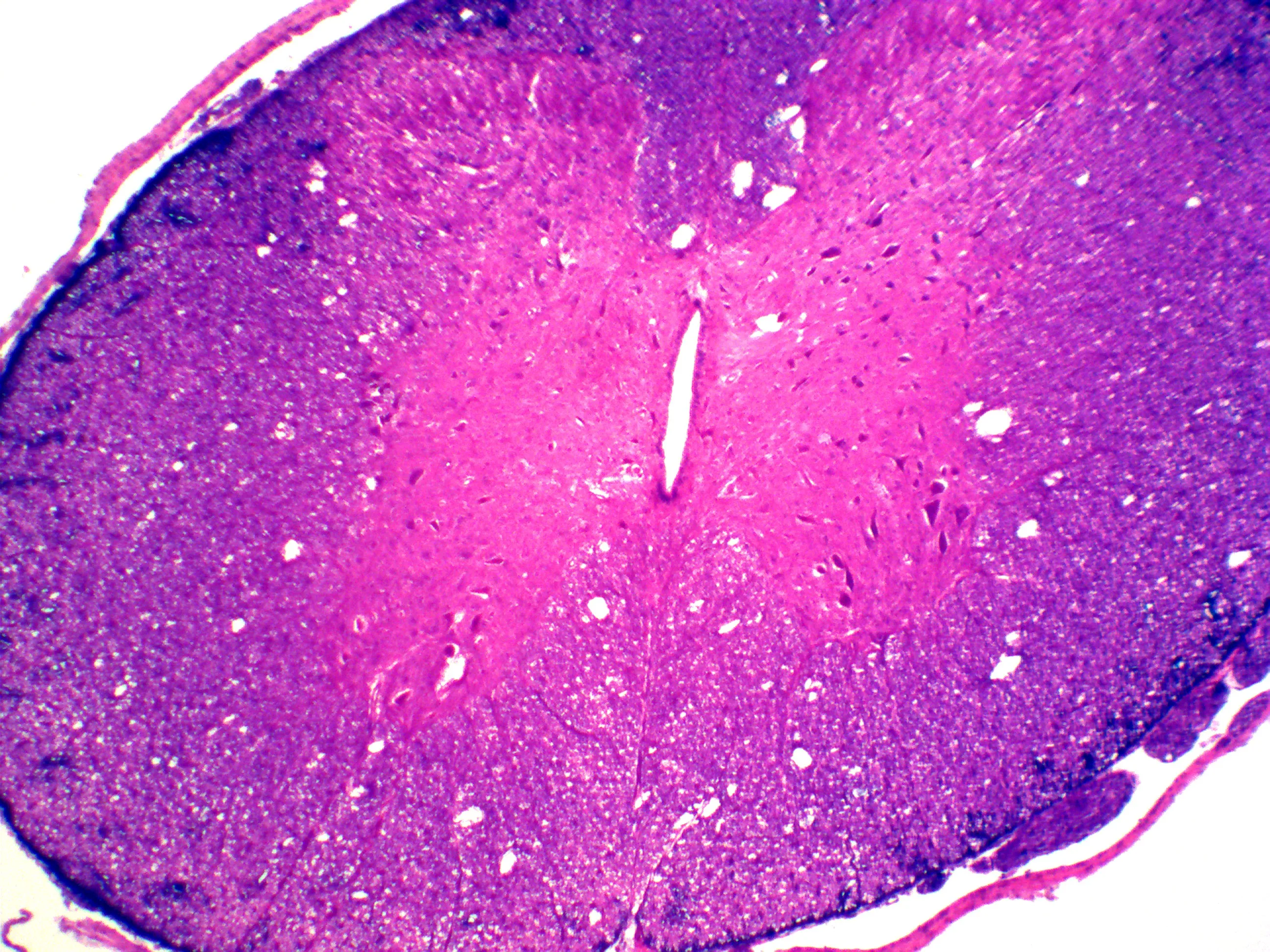 Medical Science Prepared Slides High Quality Teaching Aid Educational