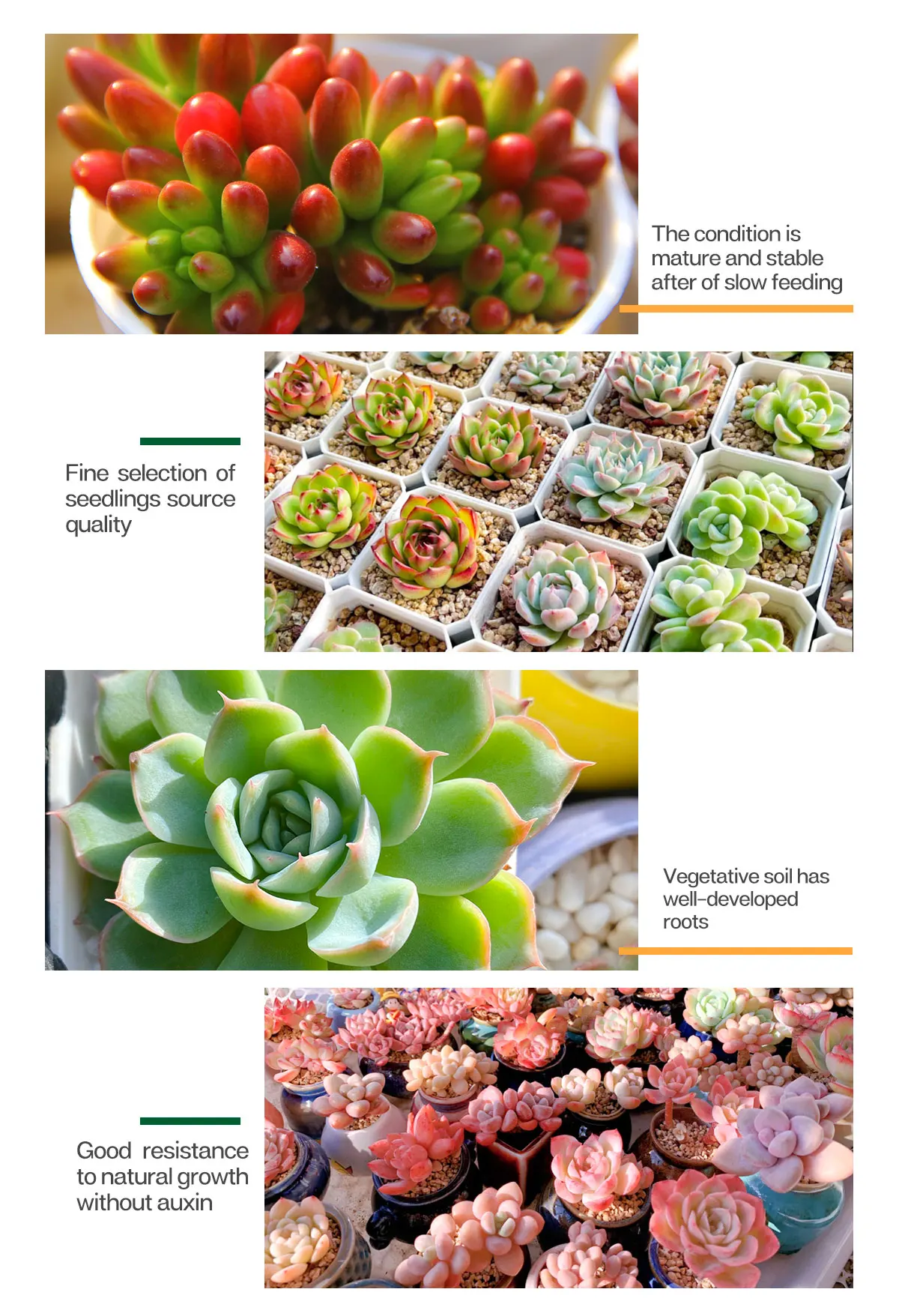 Colorichgarden Artificial Succulent Wholesale Succulents Plants Faux Mini Artificial Succulent