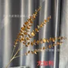 Eucalyptus