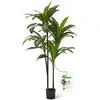 Dracaena Tree 4ft