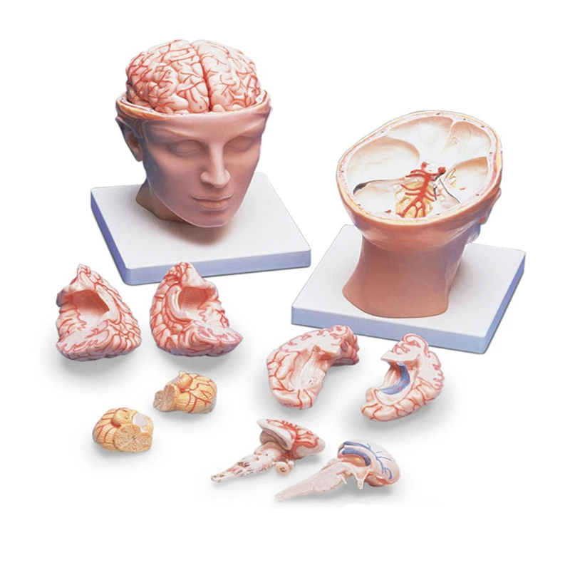 Medical Education 3d Brain Human Anatomy Model 25x20x20cm