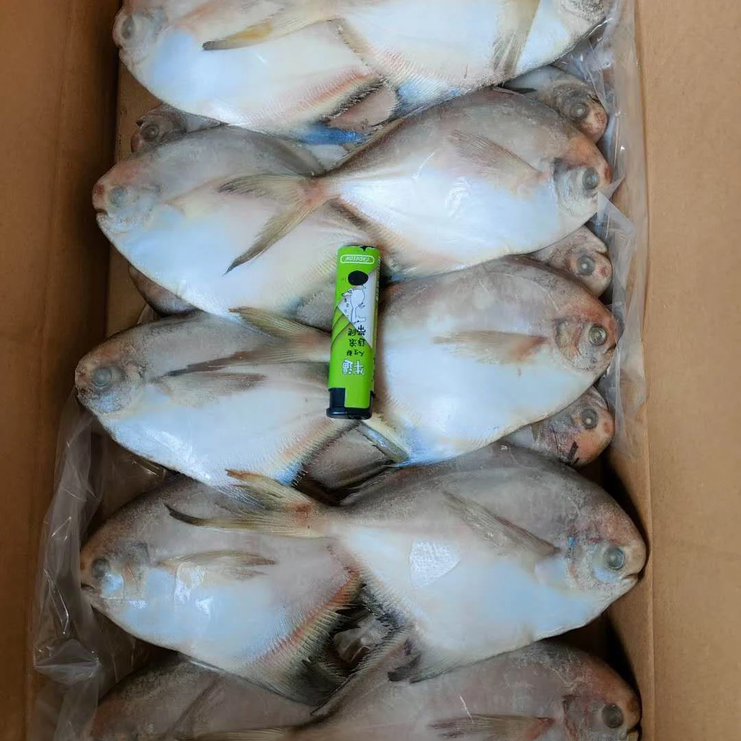 low price frozen golden pomfret for sale