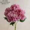 Pinkish Purple