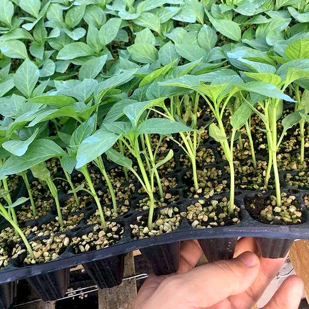 Kit 5 Bandejas Plantio 43x30cm - Ideais Para Mudas E Microgreens