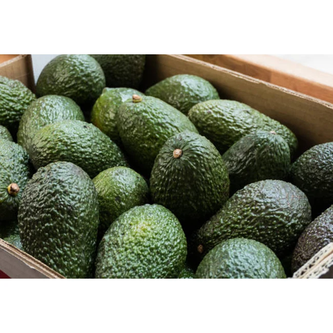 Hot Sale Fresh Premium Avocado From Mexico High Quality,Best Price