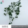 Flor de colza CM, verde oscuro
