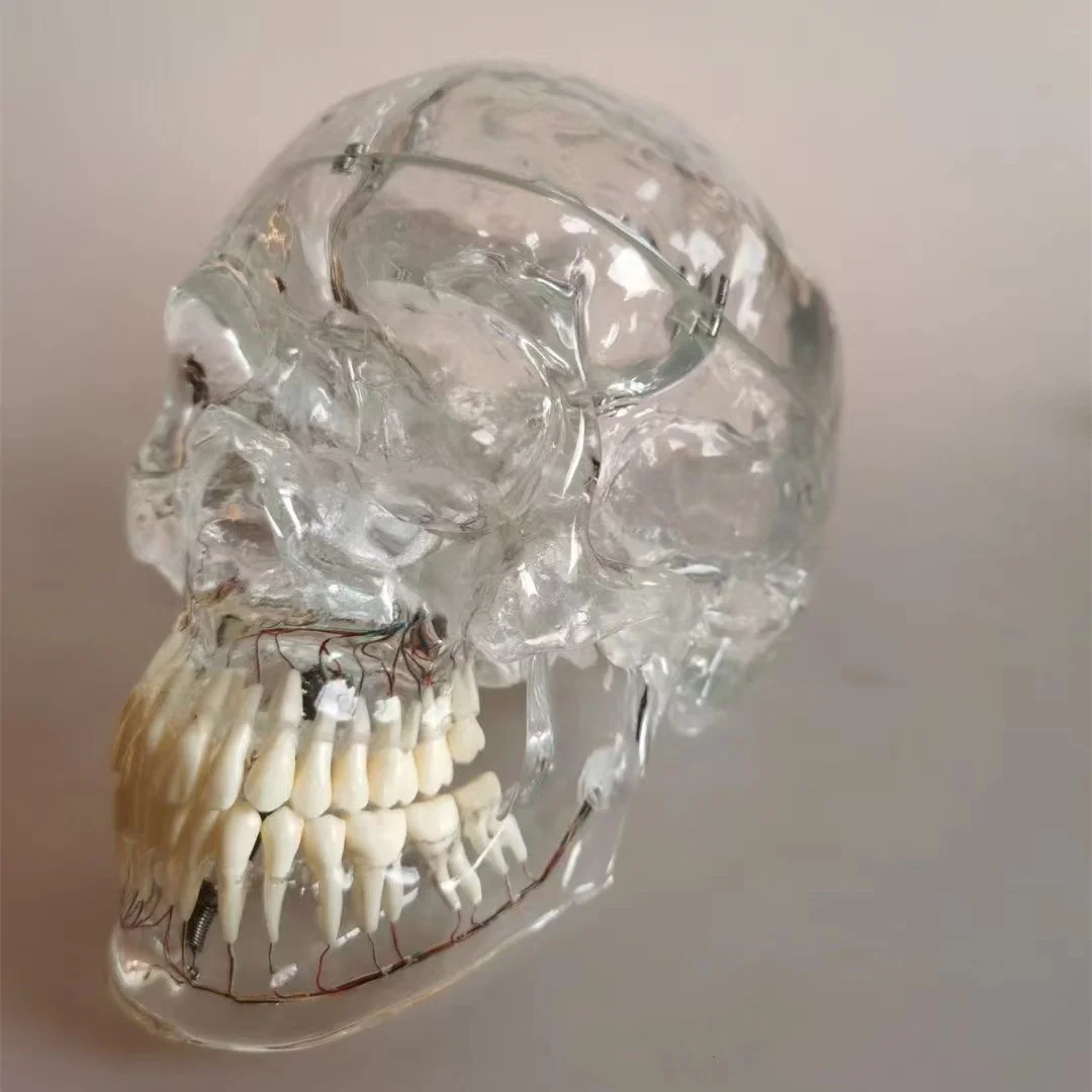 Life Size Teaching PVC Human Transparent Skull with Neurovascular Anatomical Model