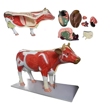 Medical Teaching Cattle Animal Bovine Anatomical Dissection Model Vet ...