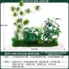 Ficus elastica 2mlong
