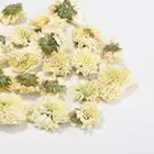 Healthy Chrysanthemum Tea Chrysanthemum Tea Healthy Benefits Chinese 100% Natural Blooming Dry Chrysanthemum Flower Tea