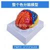 2-part color separation brain (overall)