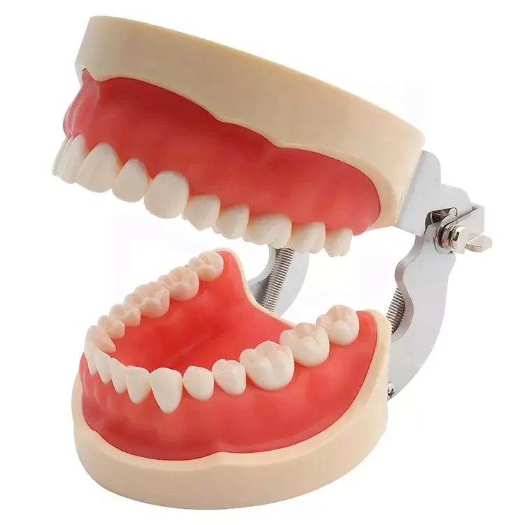 その他 NISSIN DENTAL MODEL Standard Teeth Model (nissin) /Dental Model - Teeth Model