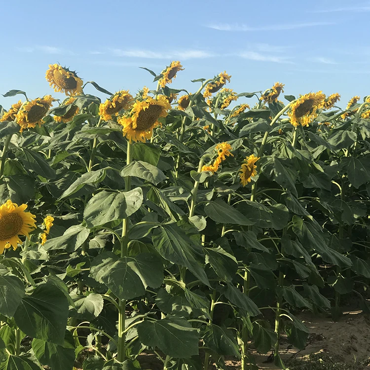 Selling Snack Wholesale Sunflower Seed Wholesale Sunflower Seeds New Crop 2021