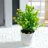 Frijoles de acacia en maceta amarillo 18cm
