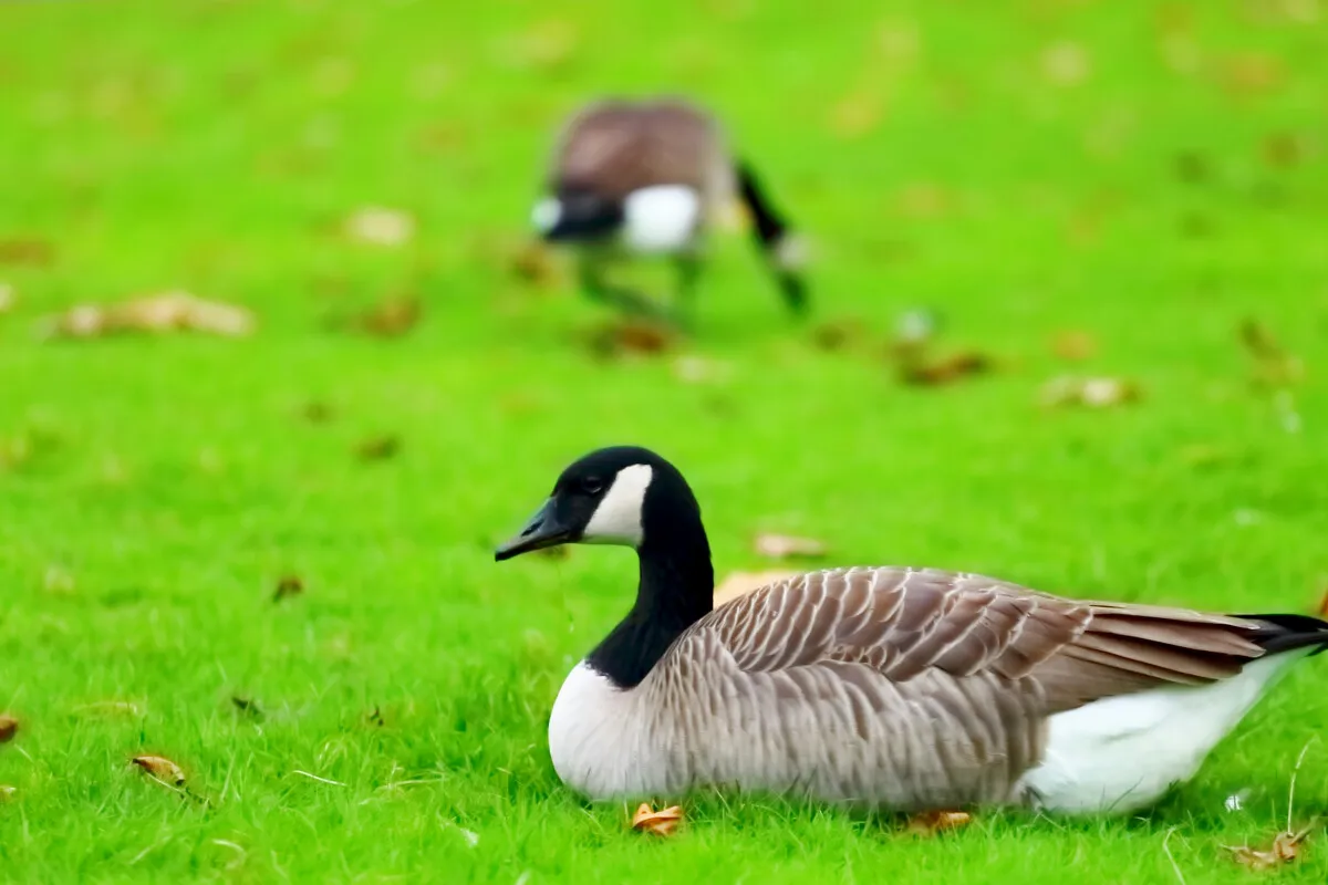 Corrugated Plastic Eva Silhouette Flocked Windsock Grey Specklebelly