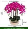 Orchidea viola scuro a 10 steli