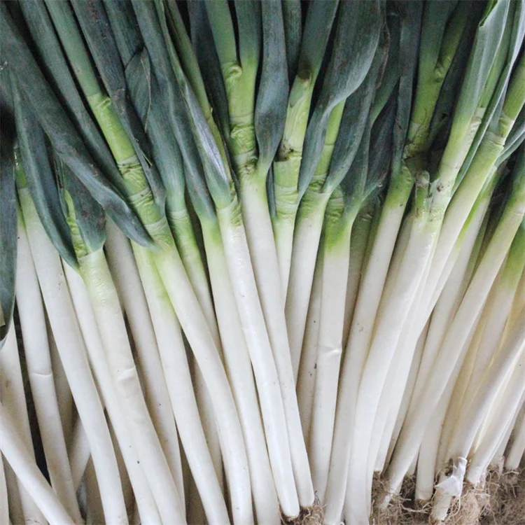 Fresh Scallions Shandong Origin Chinese Fresh Vegetables For Sale 3kg 