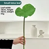 Pequeña hoja de loto verde