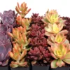 Colores variados