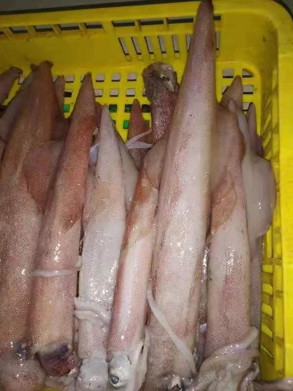 Распродажа замороженных индонезийских красных кальмаров