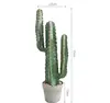Cactus di velluto rosso B