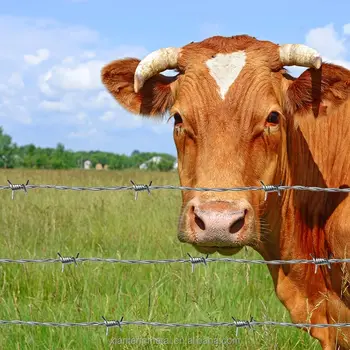 Hot Sale High-Tensile Galvanized Steel Barbed Wire Iron Wire Fence for Sheep Cattle Livestock