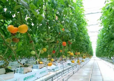 vertical hydroponic