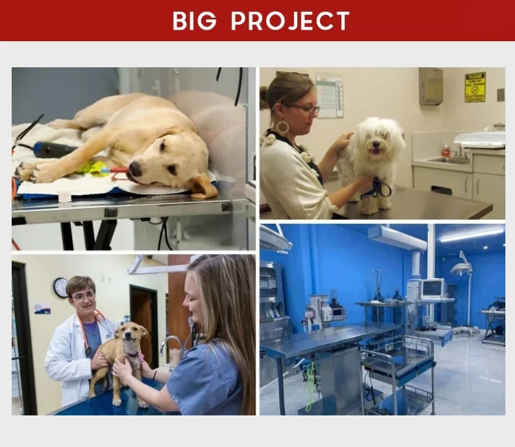 Supply Stainless steel pet cages combination cage for small animal