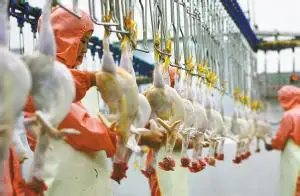 Complete poultry slaughterhouse equipment for broiler processing plant