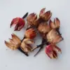 14 Roselle 10 pezzi per confezione