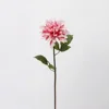 Pu dahlia-glace prune rose