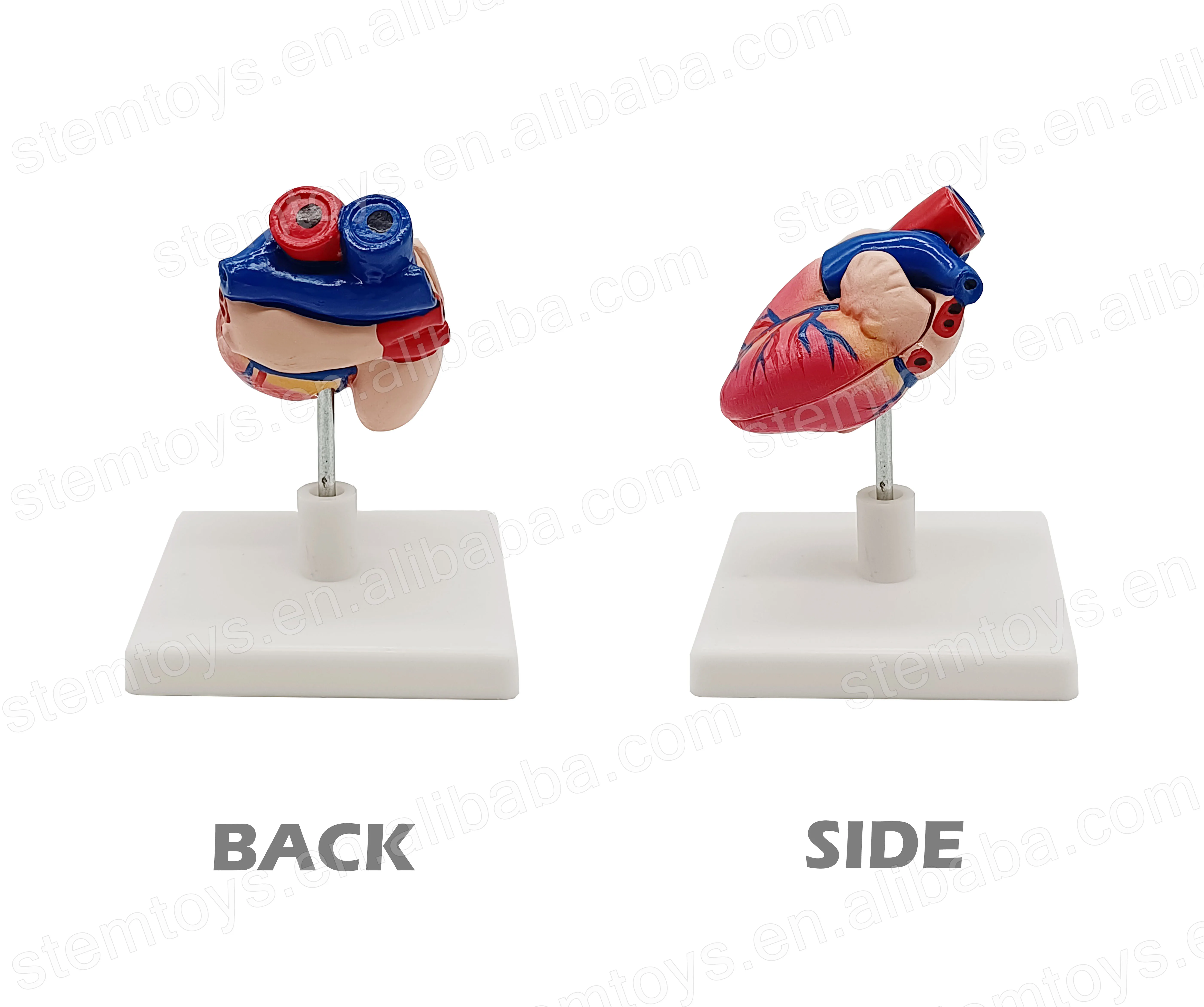 Life Size Dismountable Human Heart Model for STEM Education Kids ...