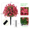 Violet planted in rose red