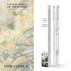 Osmanthus
