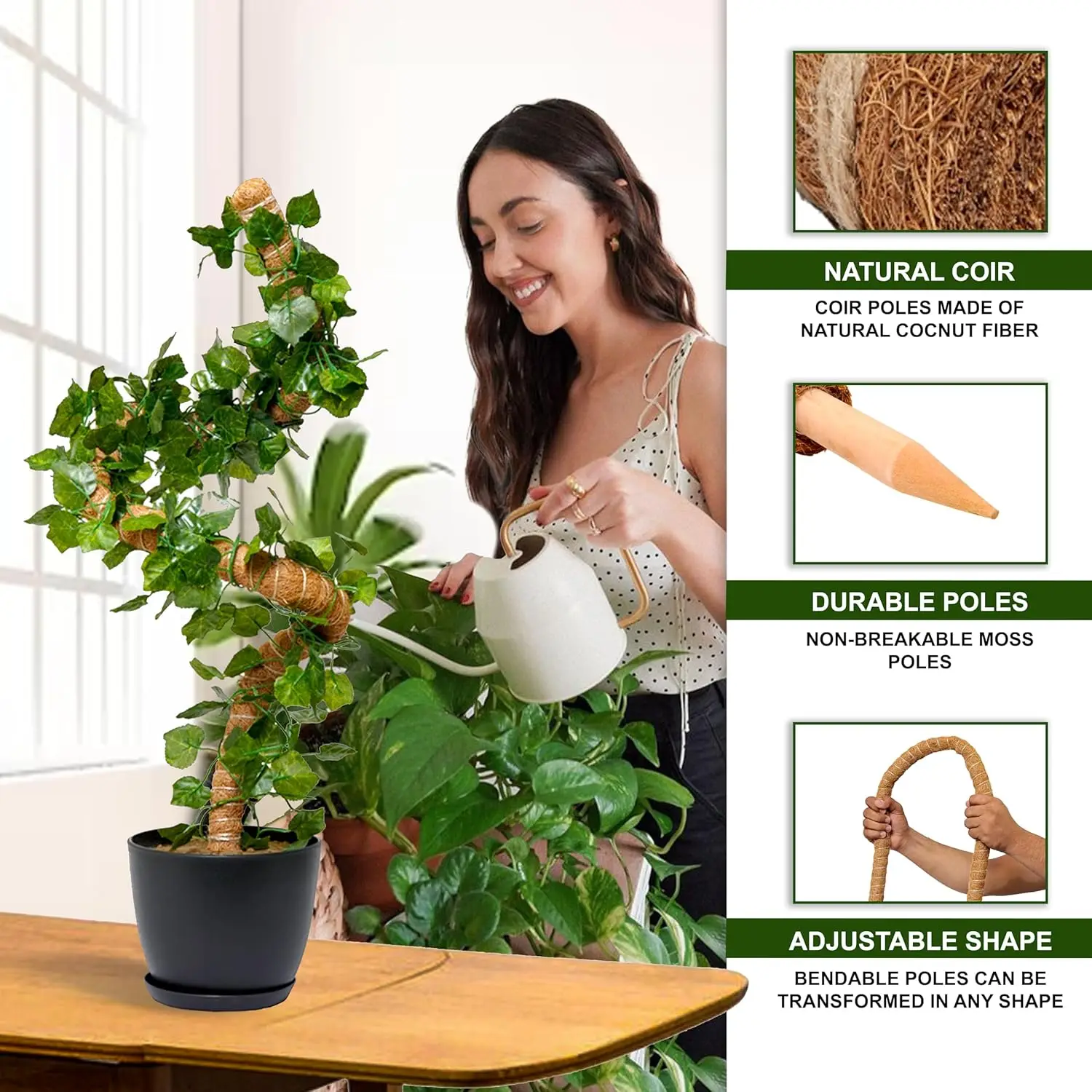 monstera pinnatipartita variegated Monstera pinnatipartita – Deeply Lobed Climber main image 0