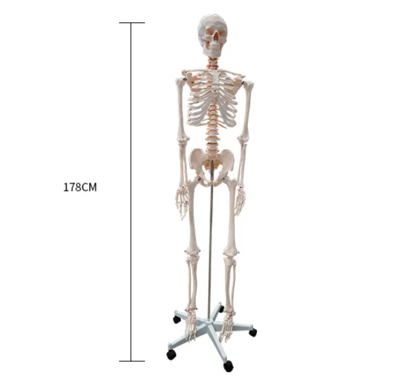 Medical Educational Human Life Size Skeleton Model 178cmtall Biological