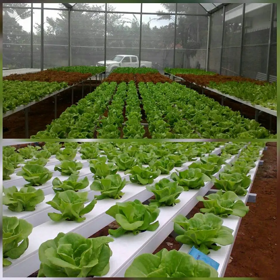 nft hydroponic system