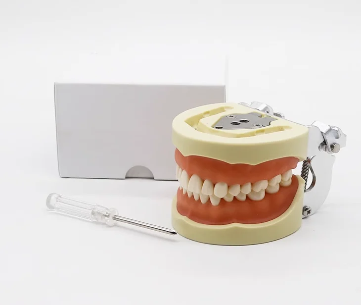Factory Direct Removable Orthodontic Study Dentist Anatomical Oral Training Oral Tooth Model Dental Typodont Models Carton Box