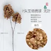 Two-headed pagoda hydrangea, leafless, brown.