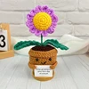 purple daisies plant(no base)