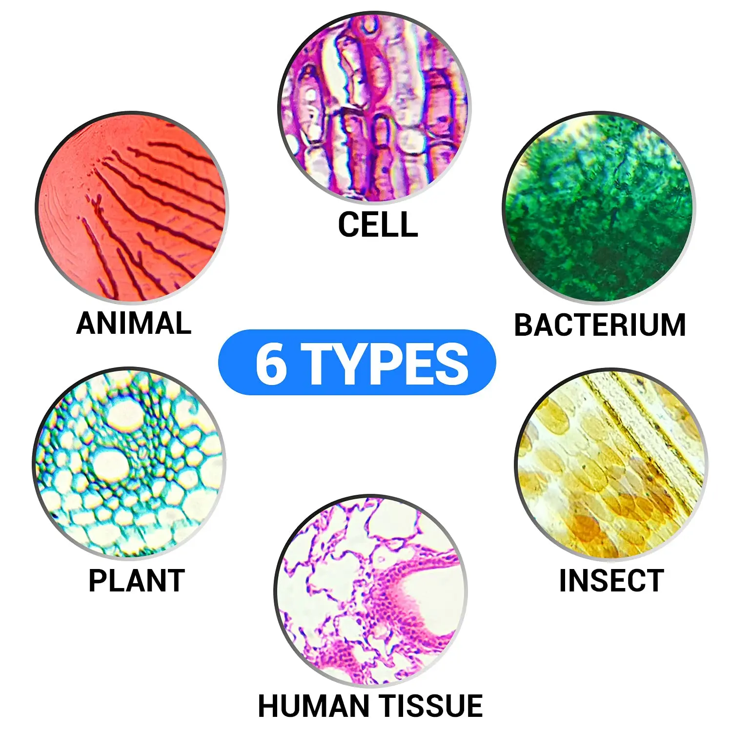 50pcs/set for Intermediate Level Prepared Microscope Glass Slides With Specimen Box Botany Zoology Insects for Teaching