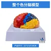 Composants Color-Brain-2