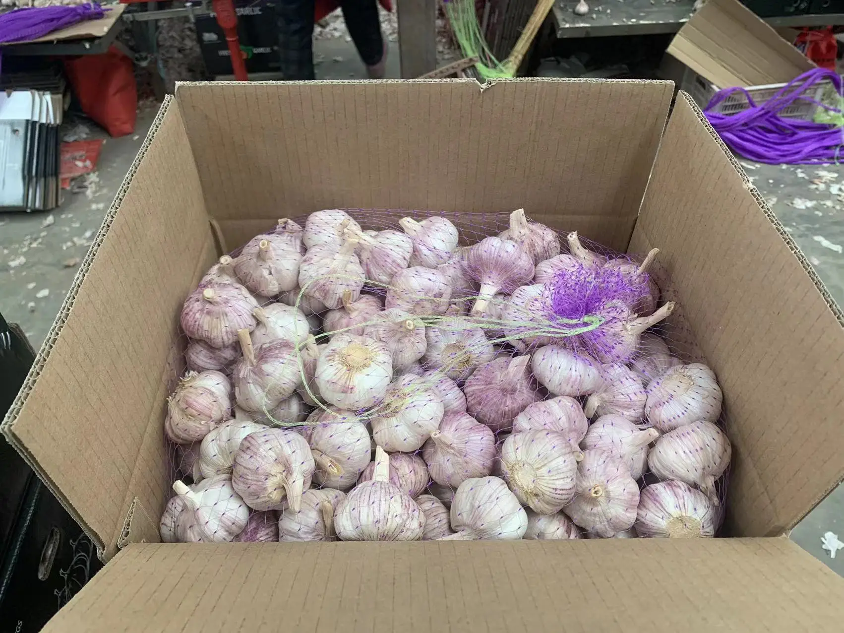 Wholesale New Fresh Garlic Supplier Normal White Garlic Buy Normal White Garlic,Fresh Garlic