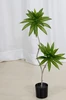 green Lily bamboo 100-210cm