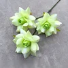 Amante sin hojas rosa-verde