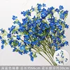 Branche de Daphné bleu foncé