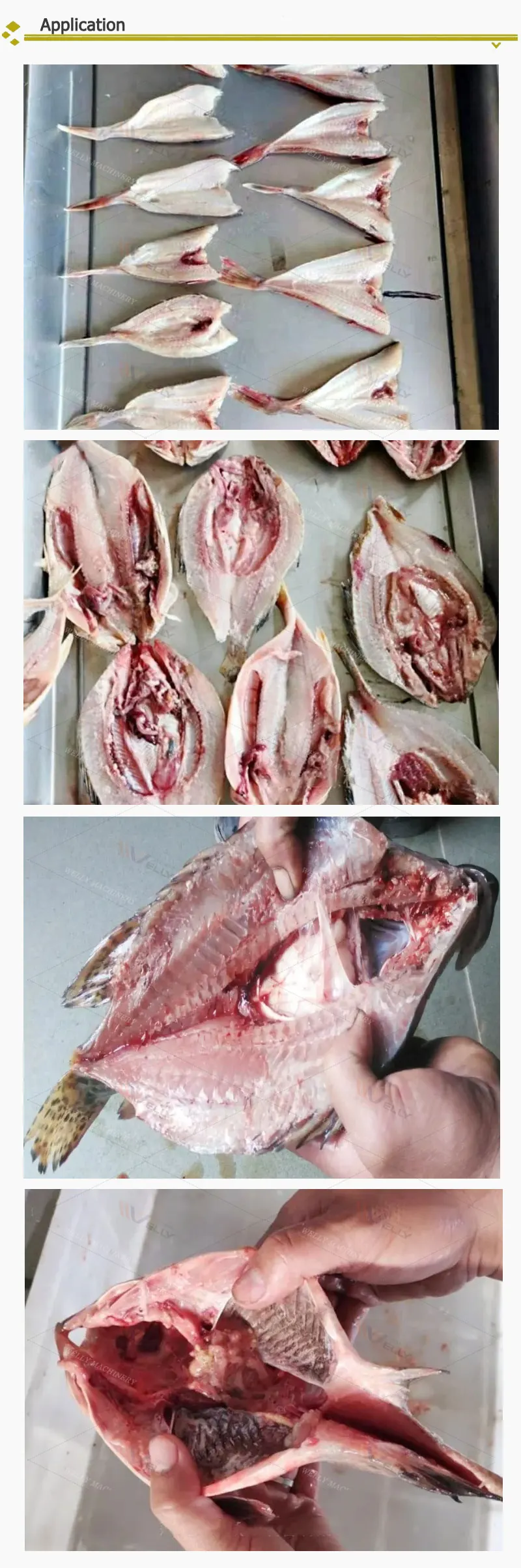 Tilapia Flounder Striped Bass Fish Back Cutting Machine Fish Belly Opening Machine Fish Fillet Machine