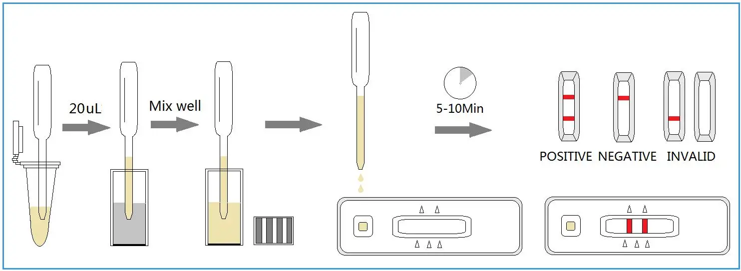 Canis Ehrlichia Ab Rapid Test Kit For Pet Canine Vet - Buy Test ...