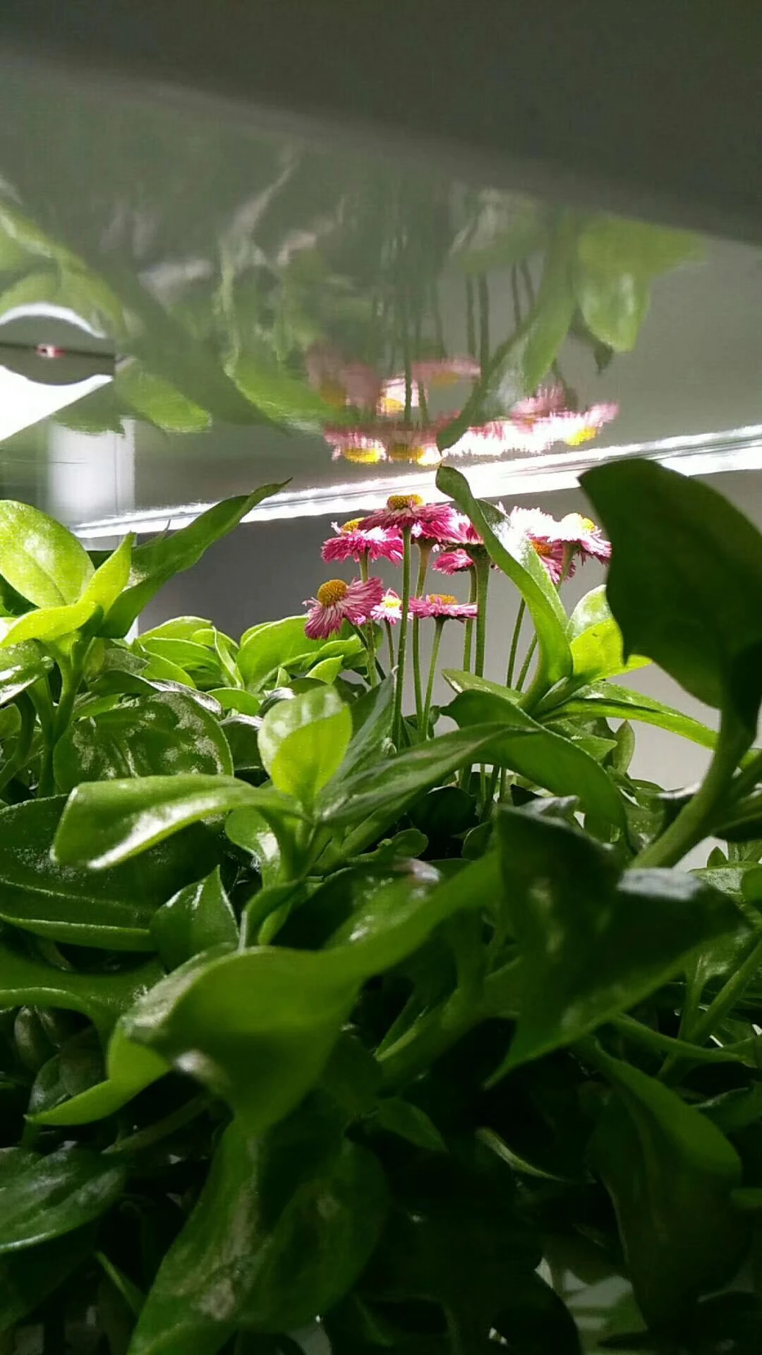 Hydroponic Grow Systems for Plant Automatic Wholesale Indoor Pump New Product 2020 Cheap Provided 65 Food Grade PVC 3 Months 102