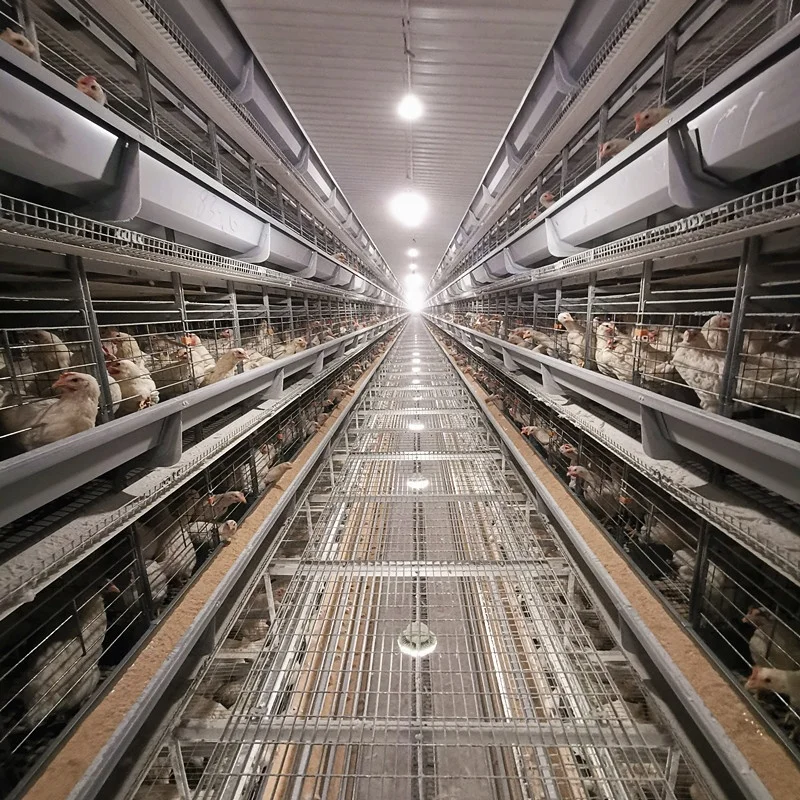 Maximize Egg Production H-Type Automated Cages with Intelligent ...
